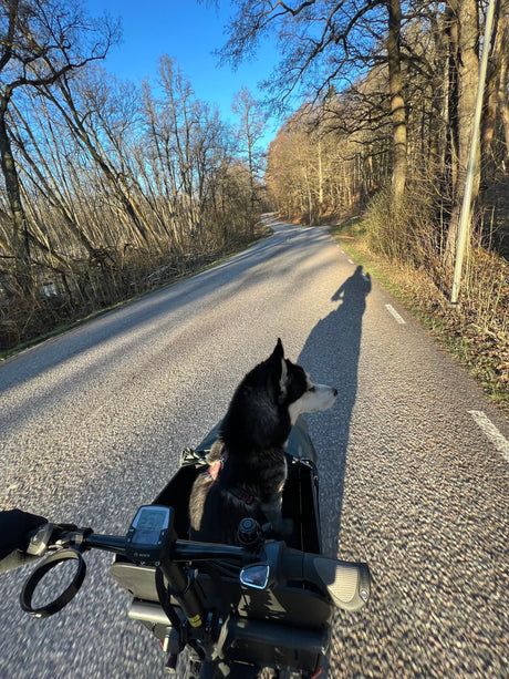 Siberian husky sitter i cykelkorg under cykeltur på landsväg, elcykel, soligt väder
